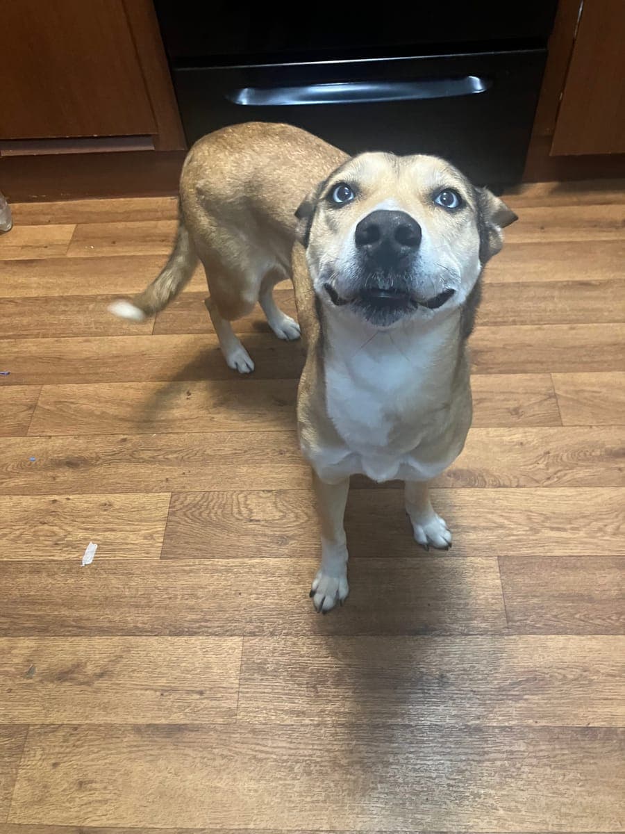 Dogwood Animal Shelter