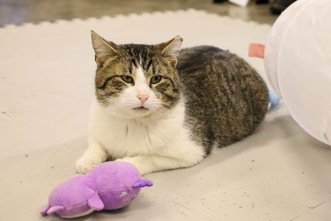 Best Friends Animal Society — NWA Pet Resource Center